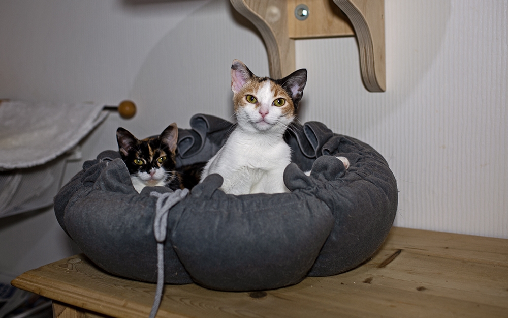 Pippi & Polly