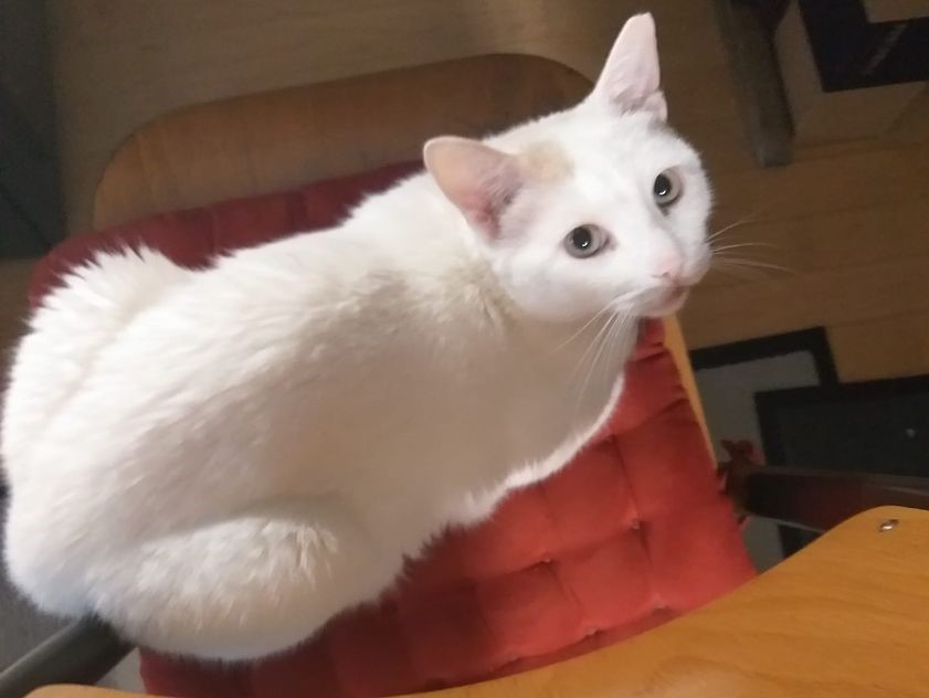 Katzenschwatzen