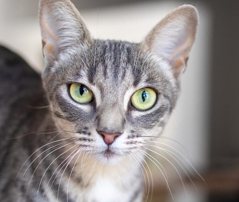Elle *Einzelkatze