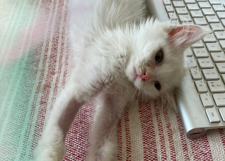 Happy Weltkatzentag