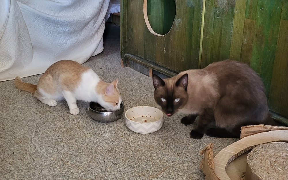 Julieta & Romeo