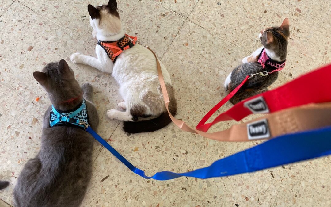 Erster Schultag für unsere Katzen auf Fuerteventura