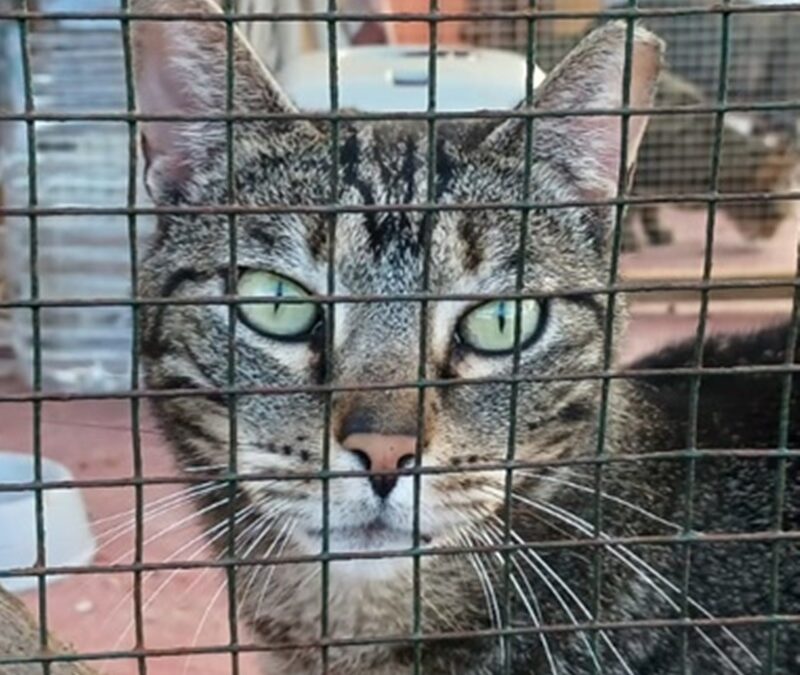 MIKA *vermittelt auf Fuerteventura