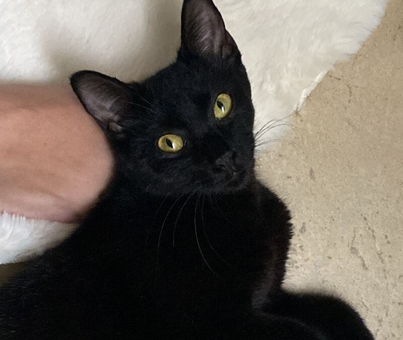 Maxi *vermittelt auf Fuerteventura